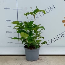 Gyönyörű rózsaszín virágzatú Serenade szellőrózsa.