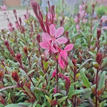 Siskiyou Pink évelő díszgyertya rózsaszínes-fehér virágai közelről október végén, kertészetünkben.