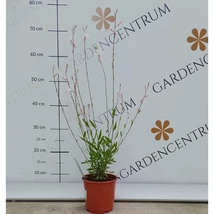 Az évelő díszgyertya fehér virága.