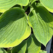 A Hosta sieboldiana Frances Williams árnyékliliom kékeszöld levelei impozáns talajtakarónak számítanak.