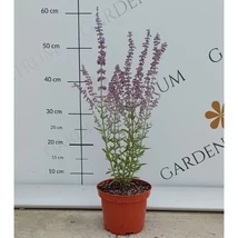 A sudárzsálya elbűvölően dús virágzása.