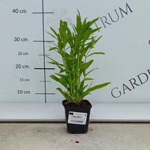 A rózsaszín füzérajak virágzatai közelről.