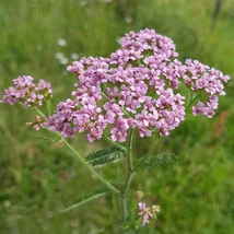 Bokrosan növő kifejlett Liliac Beauty cickafark kellemes virágzása.