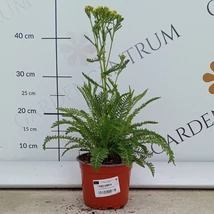 Az Achillea millefolium élénksárga virágzata.