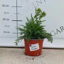 Rózsaszín virágú cickafark