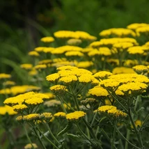 Az Achillea millefolium élénksárga virágzata.