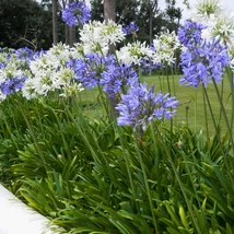 Fehér és kék virágszínű Agapanthus sp évelők.