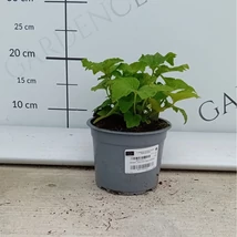 A dupla fehér virágokkal díszítő fehér szellőrózsa.