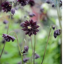 Aquilegia vulgaris Black Barlow harangláb kinézete virágzáskor.