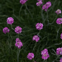 Az Armeria maritima Rubrifolia bordó levelei közül kivirítanak a rózsaszín virágfejek.