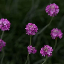 Az Armeria maritima Rubrifolia bordó levelei közül kivirítanak a rózsaszín virágfejek.