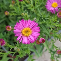 A törpe őszirózsa rózsaszín virágai.