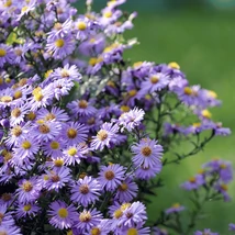 Az Aster cordifolius Little Carlow őszirózsa virágzása.