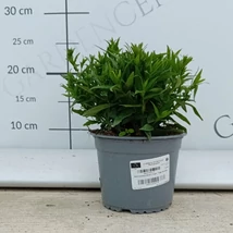 Élénklila virágokkal díszít az őszirózsa törpe, Wood's Purple változata. 