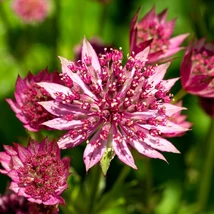 Rózsaszínes fehér Astrantia major Roma virágfejek.