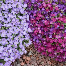 Vegyes virágszínben kapható Aubrieta gracilis évelők.