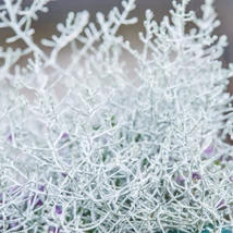 A párnacserje különleges texturájú hajtásainak ezüstös színe.