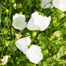 A Campanula persicifolia Takion White kecses fehér virágai. 