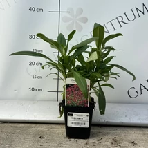 Csoportosan ültetett piros sarkantyúvirágok színfoltja. 