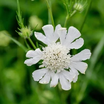 A Cephalaria gigantea krémfehér virága.
