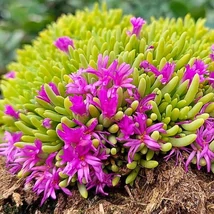 Delosperma spalmanthoides Aurea aranysárgás lombú délvirág habitusa.