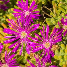 Delosperma spalmanthoides Aurea aranysárgás lombú délvirág habitusa.