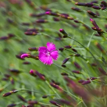 A Dianthus carthusianorum, vagyis a barátszegfű virágzása.