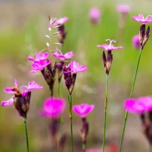 A Dianthus carthusianorum, vagyis a barátszegfű virágzása.
