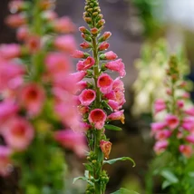 Digitalis Arctic Fox Rose évelők teljes pompában, virágzáskor.