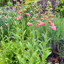 Digitalis Arctic Fox Rose évelők teljes pompában, virágzáskor.