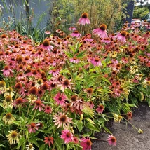 A kiemelkedő fészekvirágzat az Echinacea jellegzetessége.