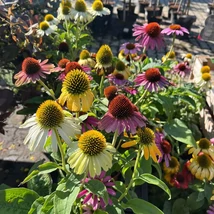 Az Echinacea purpurea hosszan díszítő virágai.