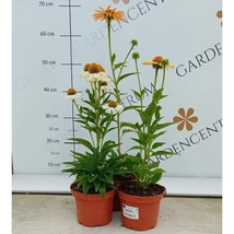 Az Echinacea purpurea hosszan díszítő virágai.