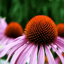 A kiemelkedő fészekvirágzat az Echinacea jellegzetessége.