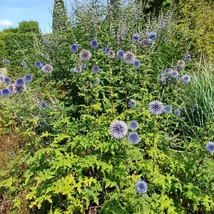 Az Echinops ritro, kék szamárkenyér apró, gömb alakba rendeződött virágait kedvelik a rovarok.