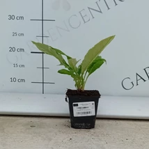 Játékos gömb alakú virágzataival díszít az Echinops.