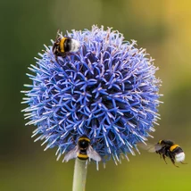 Az Echinops ritro, kék szamárkenyér apró, gömb alakba rendeződött virágait kedvelik a rovarok.