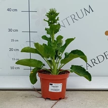 A kék iringó virágai. 