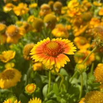 A Gaillardia African Sunset virágzata.