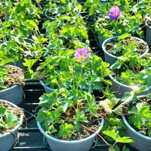 Geranium Azure Rush júniusi virágzása.