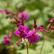 Az illatos gólyaorr rózsaszín virágai kiemelkednek a zöld lombtömegből.