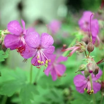 Az illatos gólyaorr rózsaszín virágai kiemelkednek a zöld lombtömegből.