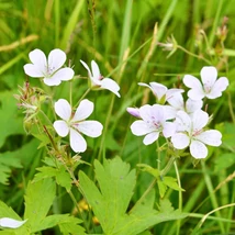 Geranium maculatum Album virágai és levélzete.