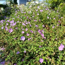 A Geranium sanguineum virágzáskor. 