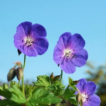 A Geranium Rozanne gólyaorr hosszan díszítő virágainak kinézete.