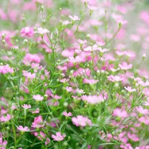 Gypsophila repens Filou Rose rózsaszín virágai.