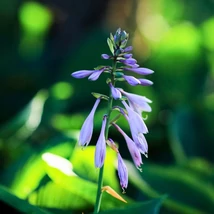 A Hosta fortunei Francee árnyékliliom leveleinek kinézete.