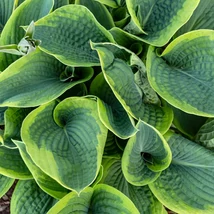 A Hosta sieboldiana Frances Williams árnyékliliom kékeszöld levelei impozáns talajtakarónak számítanak.