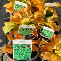 A Hosta Golden Tiara pompás levele. 