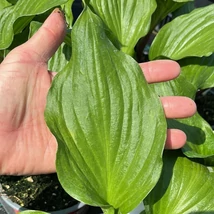 A Hosta Gooseberry Sundae levelei közelről.